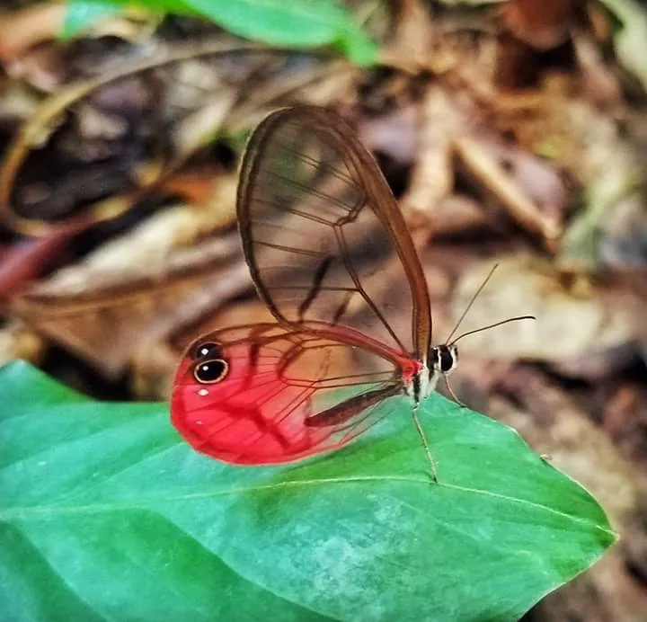 Red glasswing butterfly on a green leaf on a guided night walk in Manuel Antonio, Costa Rica