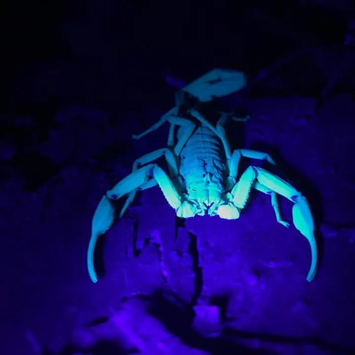 Scorpion glowing blue under UV light on a Manuel Antonio night tour, Costa Rica