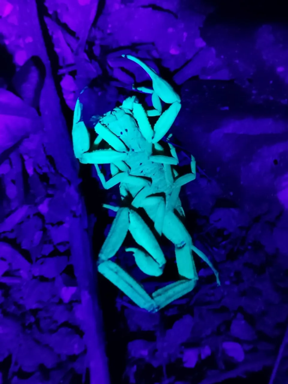 Scorpion glowing cyan under UV light on the forest floor on a Manuel Antonio night walk
