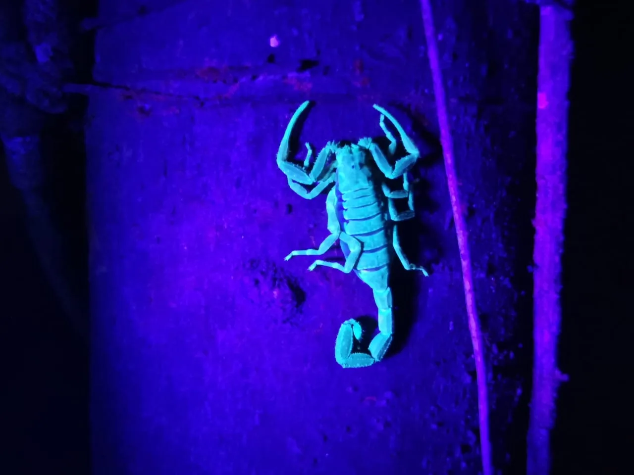 Scorpion glowing teal under UV blue light on a guided night tour in Manuel Antonio