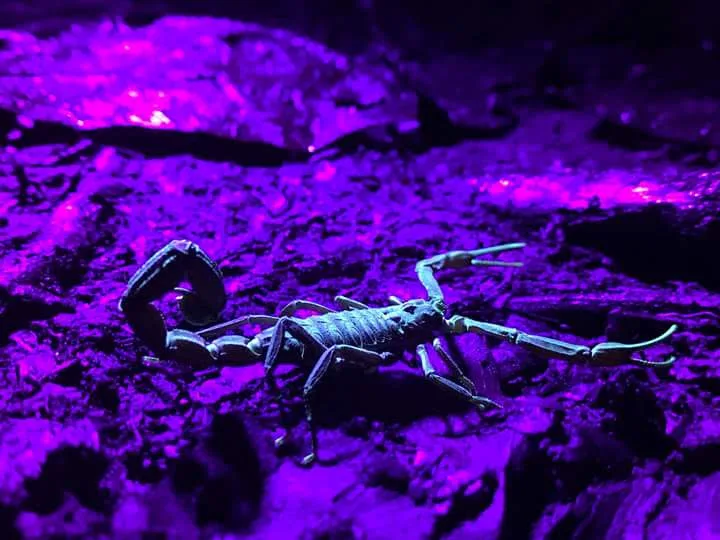 Scorpion glowing under UV purple light on rocks during a Manuel Antonio night tour