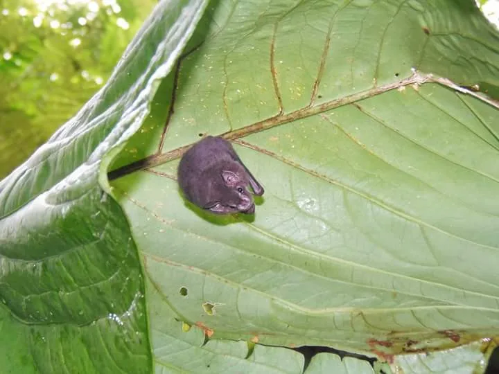 Small bat sleeping under a giant green leaf on a guided night walk in Manuel Antonio