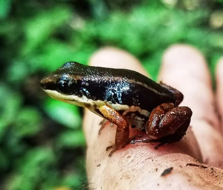 Small black poison dart frog on a hand on a Manuel Antonio night tour, Costa Rica
