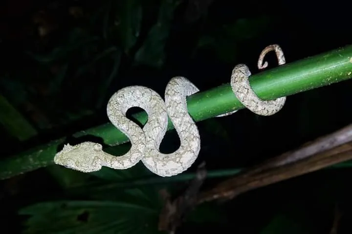 Small blunt-headed snake on bamboo spotted on a Manuel Antonio night tour