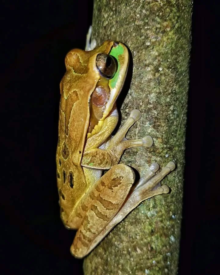 Smoky jungle frog clinging to a tree trunk on a Manuel Antonio night tour