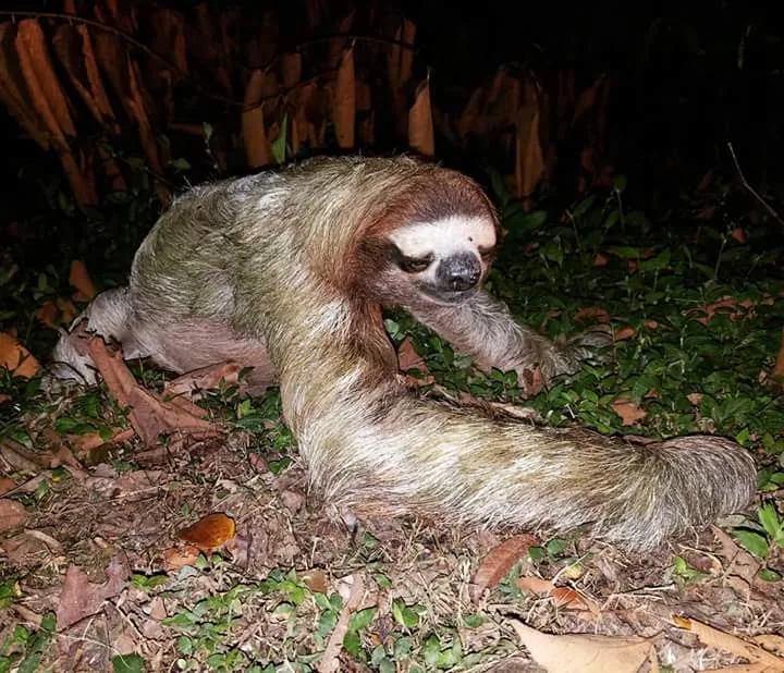 Three-toed sloth walking on the ground at night on a Manuel Antonio night tour