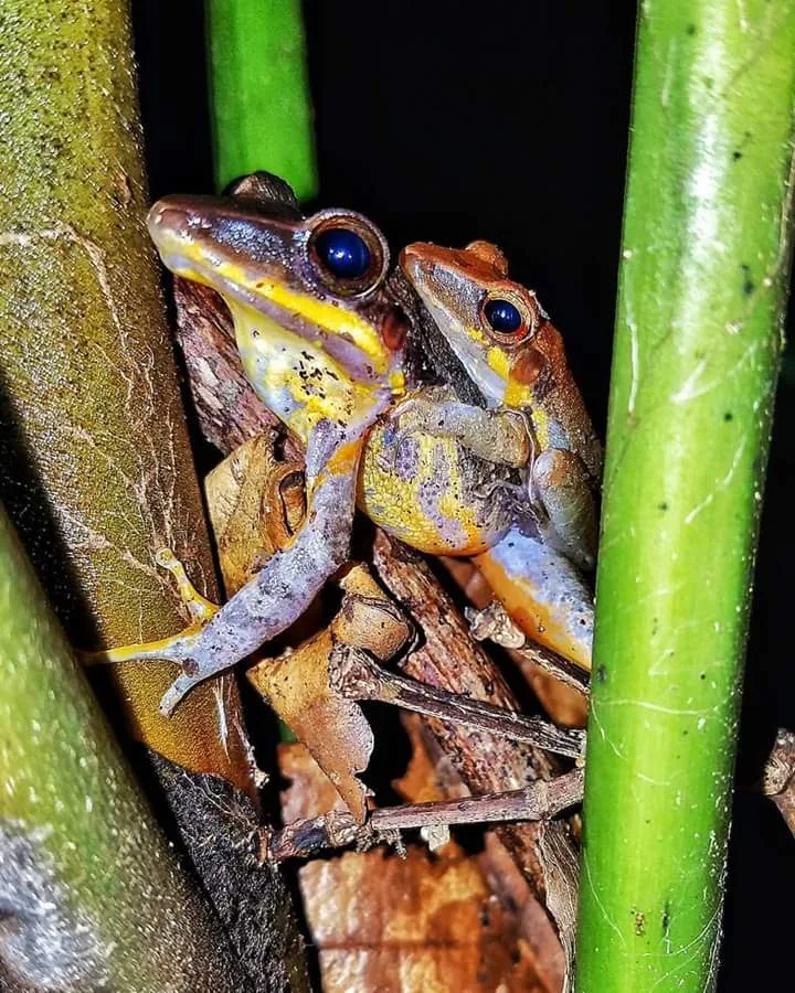 Two brown striped tree frogs mating on bamboo on a guided night walk in Manuel Antonio