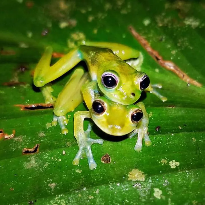 Two glass frogs mating on a leaf spotted during a Manuel Antonio night walk