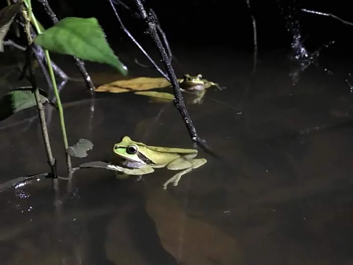 Two green tree frogs floating in a pond on a Manuel Antonio night tour, Costa Rica