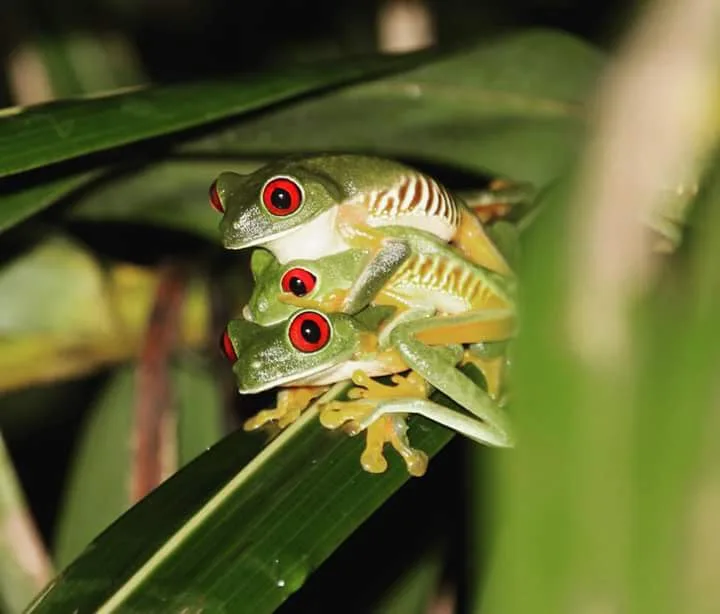 Two red-eyed tree frogs mating in leaves on a night tour in Manuel Antonio, Costa Rica