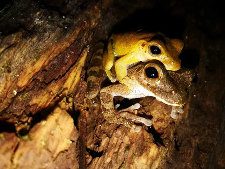 Two yellow and brown frogs mating on a log spotted on a Manuel Antonio night walk