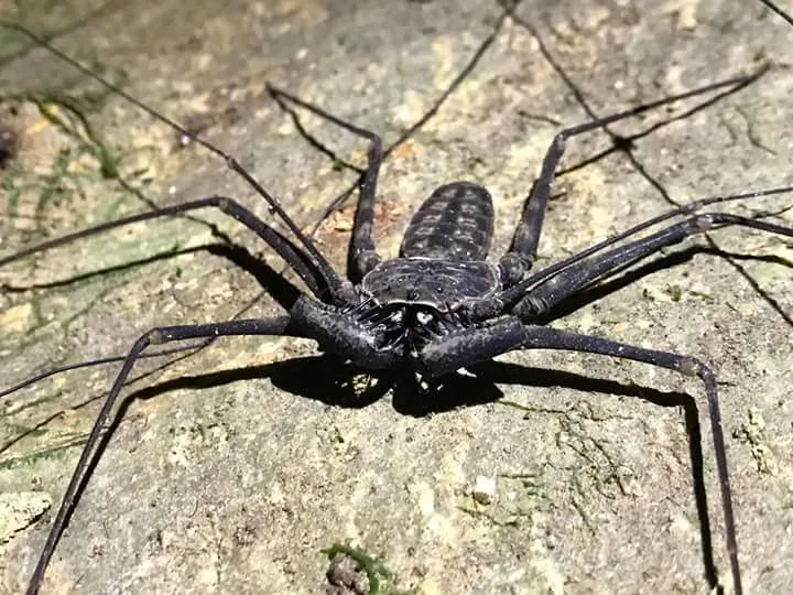 Whip spider (amblypygi) on a stone on a Manuel Antonio night tour, Costa Rica