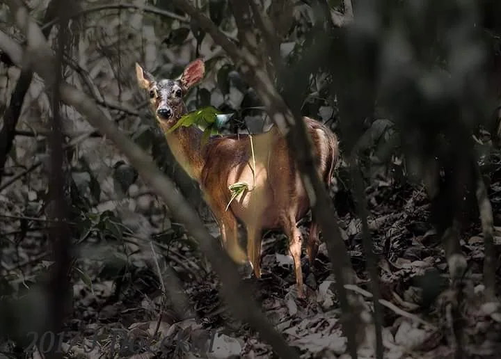 White-tailed deer in the forest at night on a guided tour in Manuel Antonio National Park