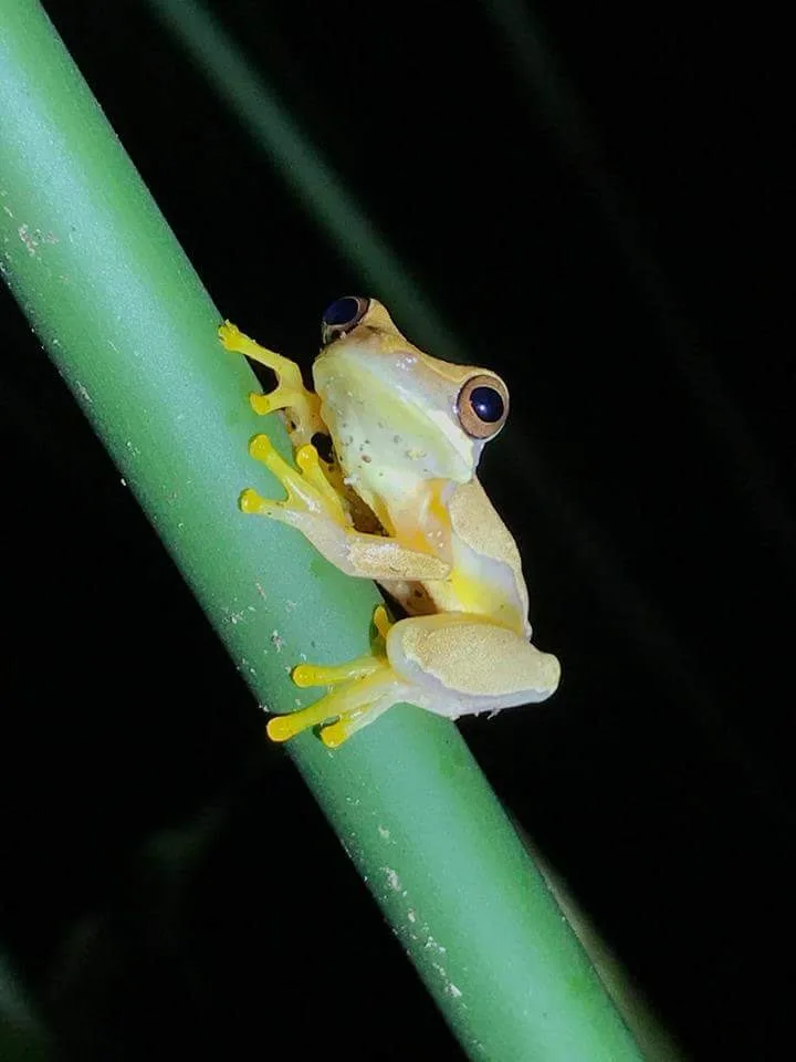 Yellow cream tree frog on a green stem on a night walk in Manuel Antonio National Park