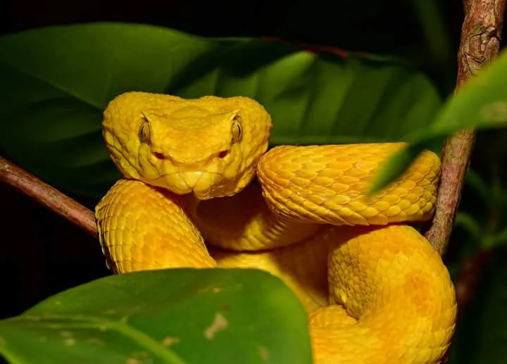 Yellow eyelash palm pit viper coiled in green leaves on a Manuel Antonio night tour
