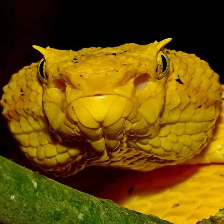 Yellow eyelash palm pit viper face macro on a night tour in Manuel Antonio, Costa Rica