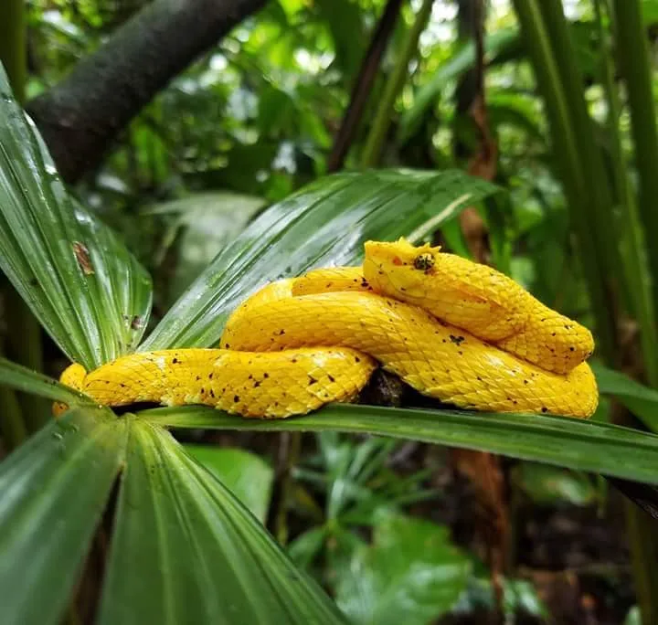 Yellow eyelash pit viper coiled on a palm leaf on a Manuel Antonio night walk