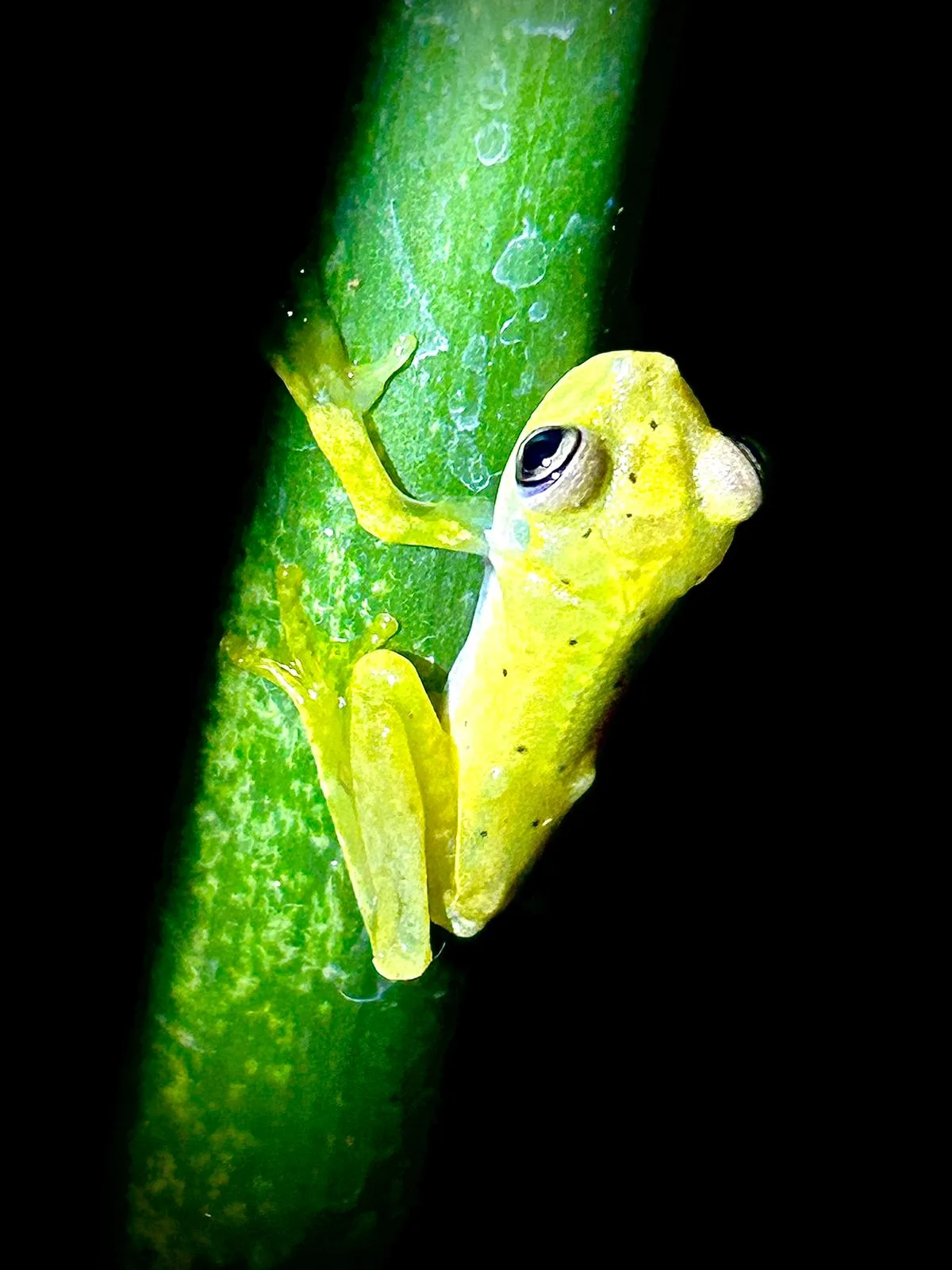 Yellow glass frog on a green stem on a night tour in Manuel Antonio, Costa Rica