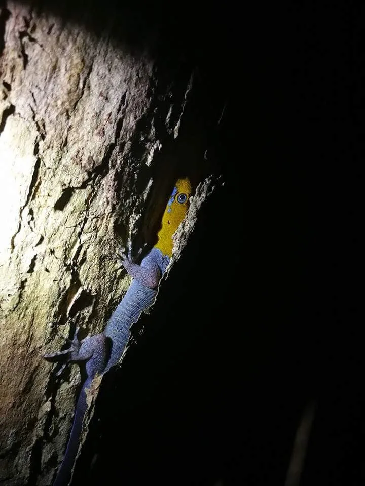 Yellow-headed gecko on tree bark spotted on a night tour in Manuel Antonio National Park
