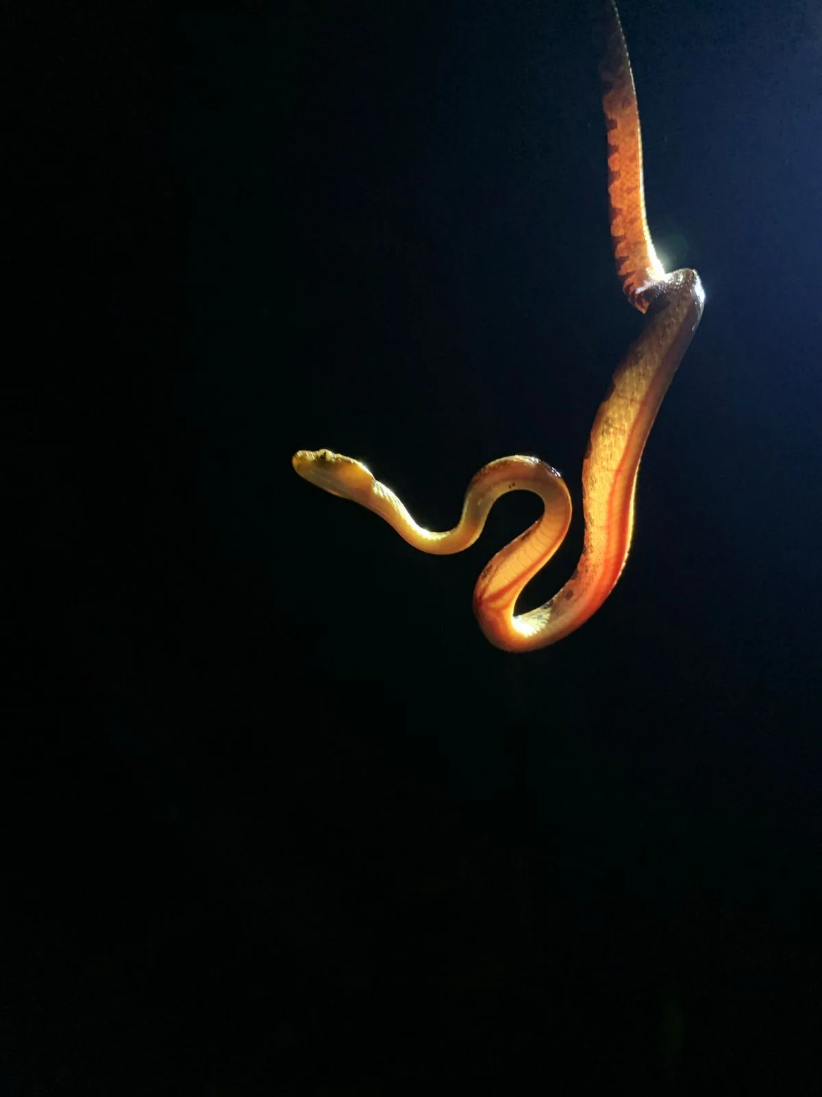 Yellow-orange eyelash pit viper hanging from a branch on a Manuel Antonio night tour
